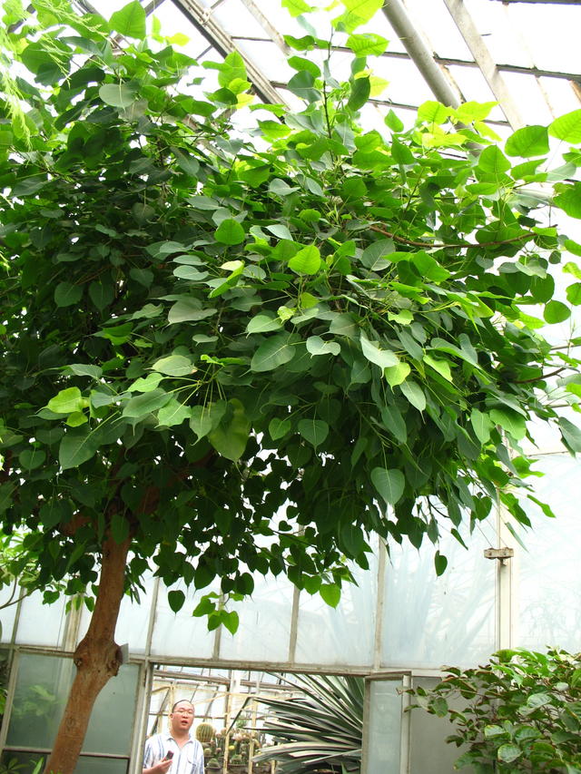 草木之名皆有情