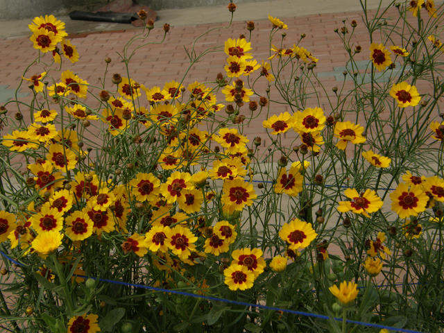 草木之名皆有情