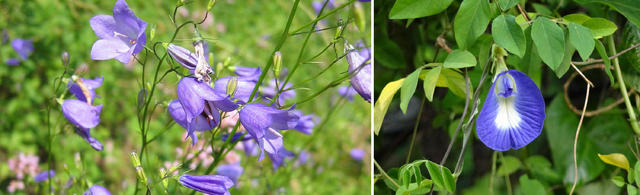 草木之名皆有情