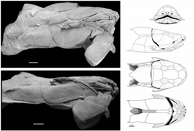 化石中的“上帝粒子”：奇特古鱼填补演化失落环节