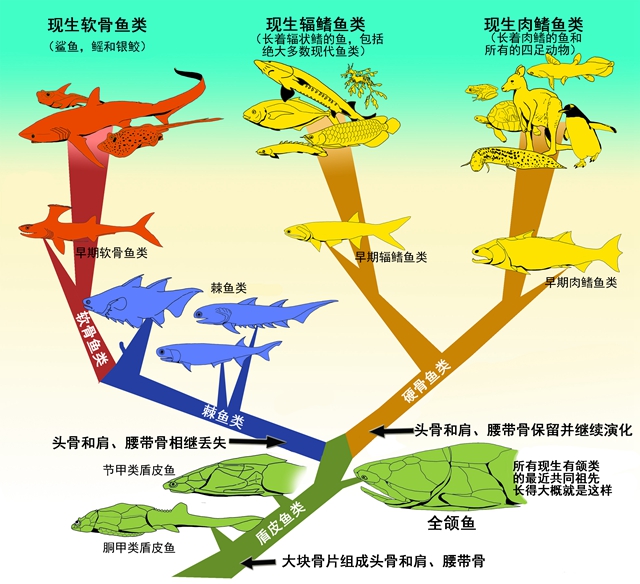 化石中的“上帝粒子”：奇特古鱼填补演化失落环节