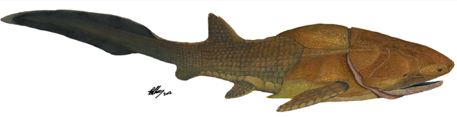 化石中的“上帝粒子”：奇特古鱼填补演化失落环节