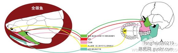 化石中的“上帝粒子”：奇特古鱼填补演化失落环节