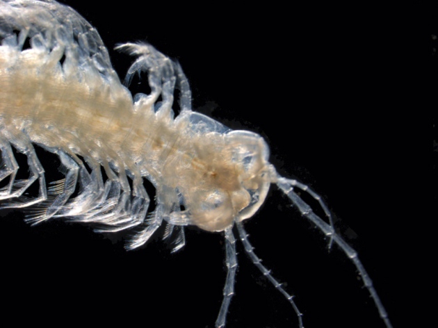 〇的突破：科学家描述首例能自己生产毒液的甲壳类动物