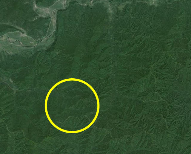 摄影师路遇东北虎，不是政绩是丑闻