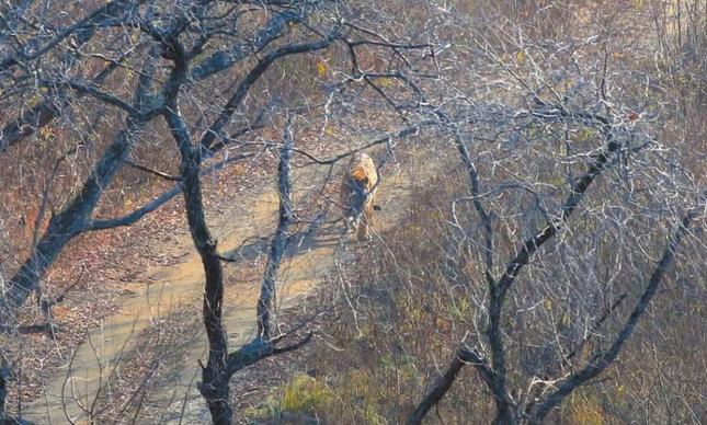 摄影师路遇东北虎，不是政绩是丑闻