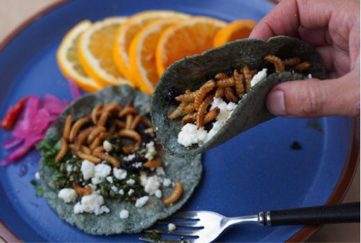 今天晚餐，来盘虫子吧！（虫恐慎入）