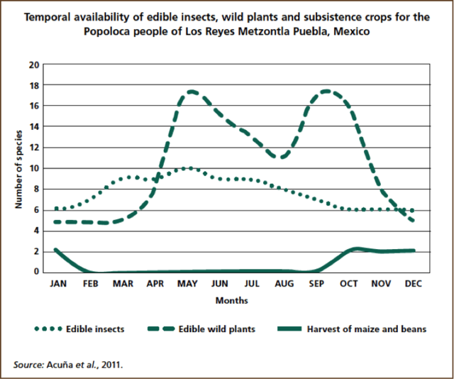 今天晚餐，来盘虫子吧！（虫恐慎入）