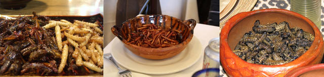 今天晚餐，来盘虫子吧！（虫恐慎入）