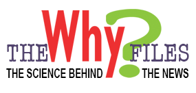 今天晚餐，来盘虫子吧！（虫恐慎入）