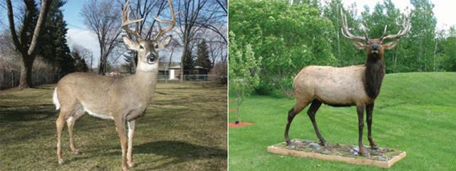 反盗猎，给犀牛角下毒：那些被逼无奈的保护措施