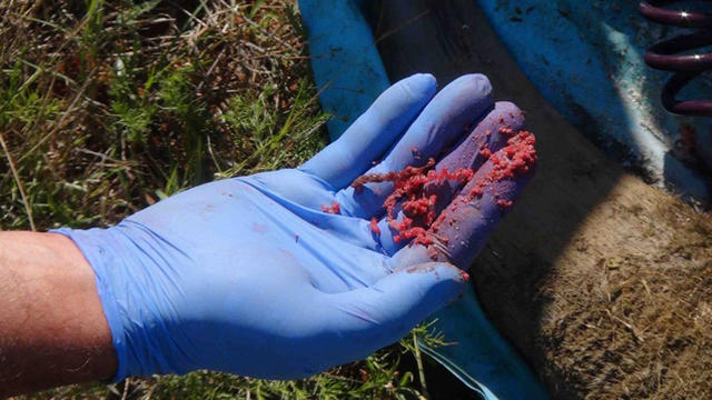 反盗猎，给犀牛角下毒：那些被逼无奈的保护措施