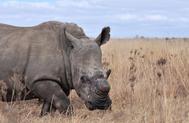 反盗猎，给犀牛角下毒：那些被逼无奈的保护措施