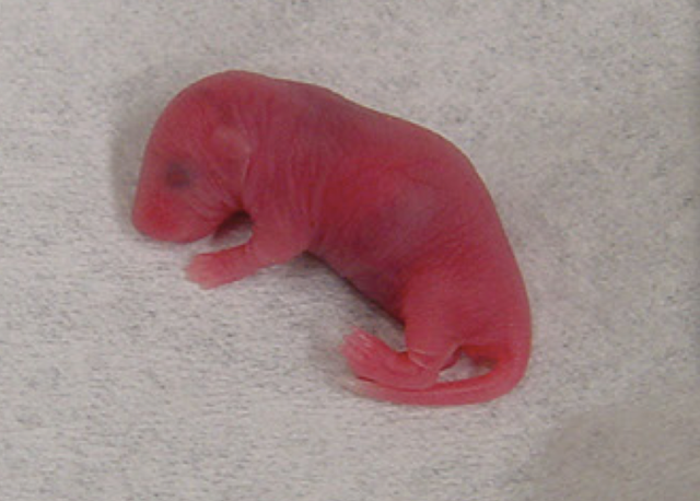 【论文背后的故事】Y染色体，生殖有多需要你