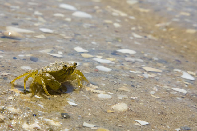 吃货在努力：把入侵物种做成美食