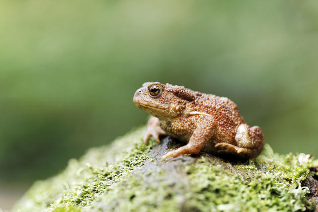 吃货在努力：把入侵物种做成美食