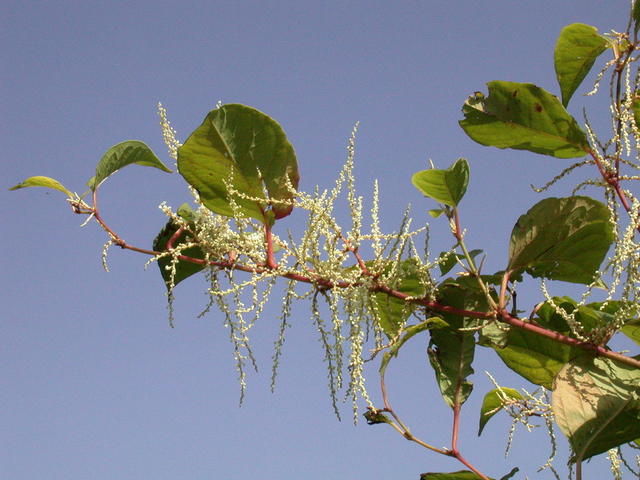 吃货在努力：把入侵物种做成美食