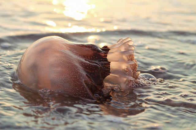 吃货在努力：把入侵物种做成美食