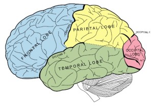 为何难懂女人心，大脑“电路”不一样！