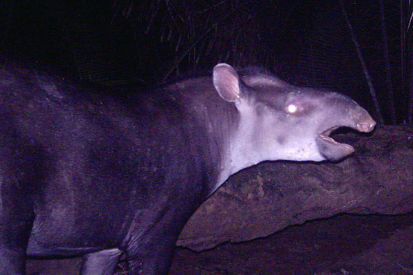 1216.newtapir.SUNP0052.600.jpg