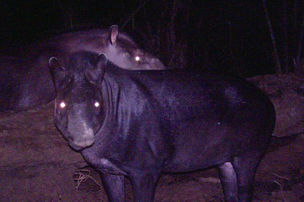 1216.newtapir.SUNP0108.600.jpg