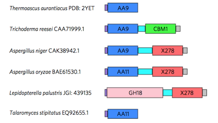 生物质降解酶：“吃”掉虾壳造燃料