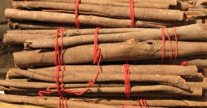 【圣诞特稿】你应该知道的17个圣诞科学小知识