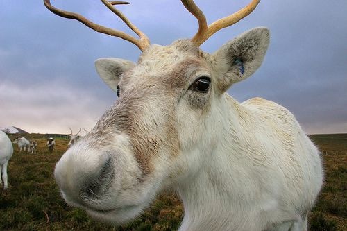 【圣诞特稿】你应该知道的17个圣诞科学小知识