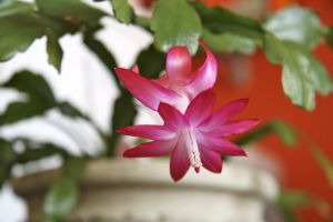 【圣诞特稿】你应该知道的17个圣诞科学小知识