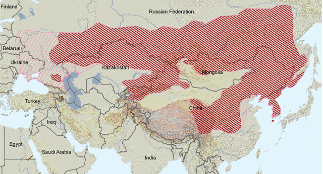 傻狍子真傻吗？