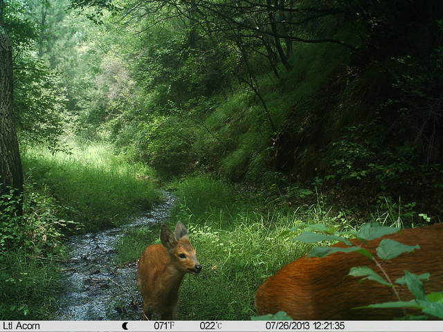 傻狍子真傻吗？