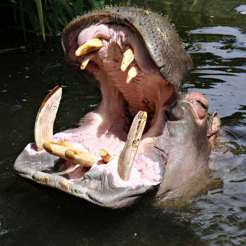 阉割河马的N个难题