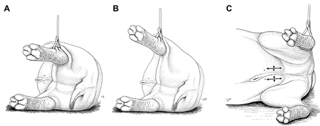 阉割河马的N个难题