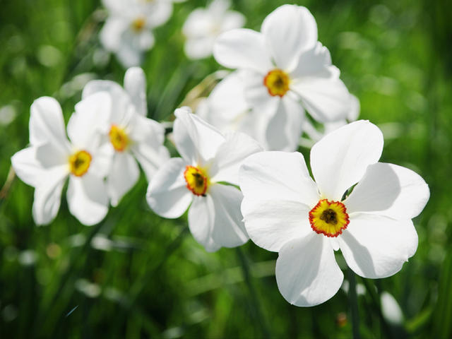 水仙：不只是自恋的花朵