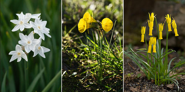 水仙：不只是自恋的花朵
