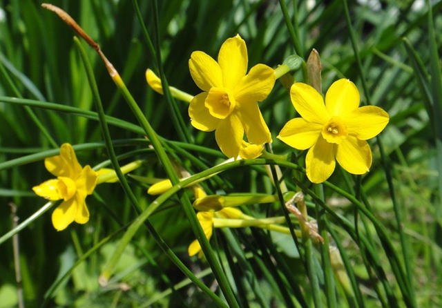 水仙：不只是自恋的花朵