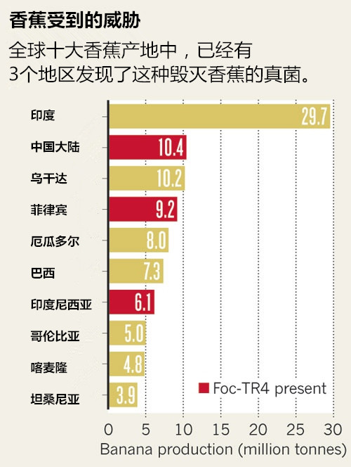 保护香蕉，刻不容缓