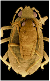 动物也会送礼：致我生命中唯一的爱虫