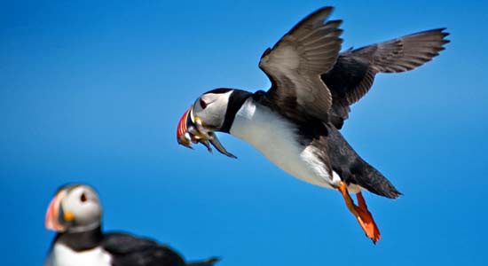 如果冰岛没有了冰