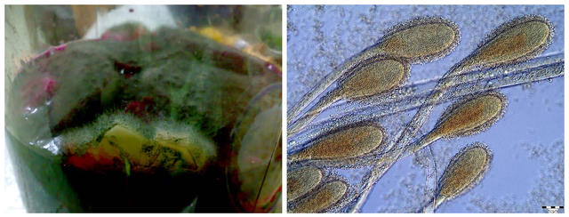 “水果酵素”，有那么神奇吗？