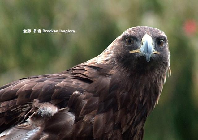 马踏飞燕：被错踩四十多年的燕子