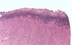 如何制造一个人造子宫？