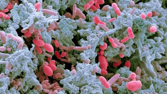 如何制造一个人造子宫？