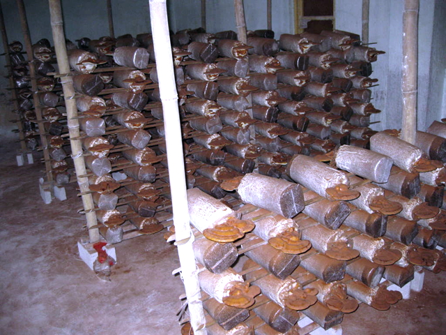 灵芝真的灵吗？