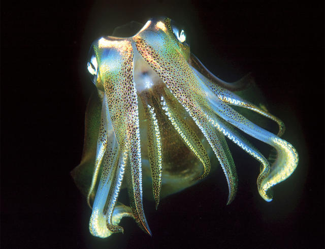 大闸蟹会痛吗？