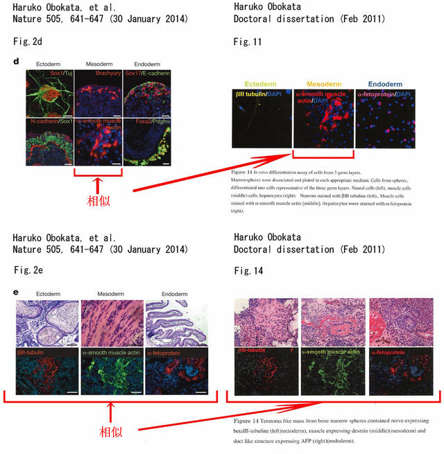 小保方晴子《自然》论文被呼吁撤回