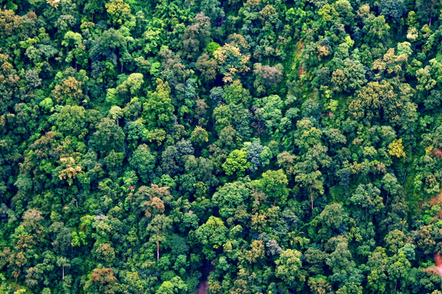 寻找中国最高的树