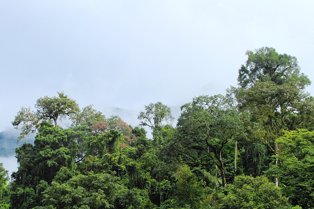 寻找中国最高的树