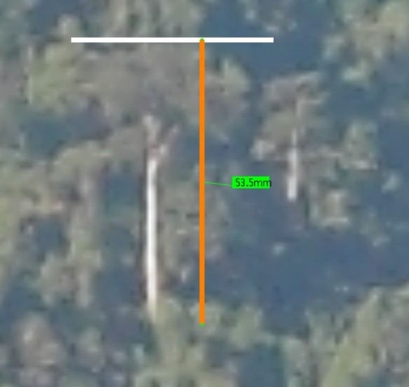 寻找中国最高的树