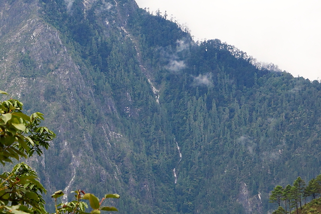 寻找中国最高的树